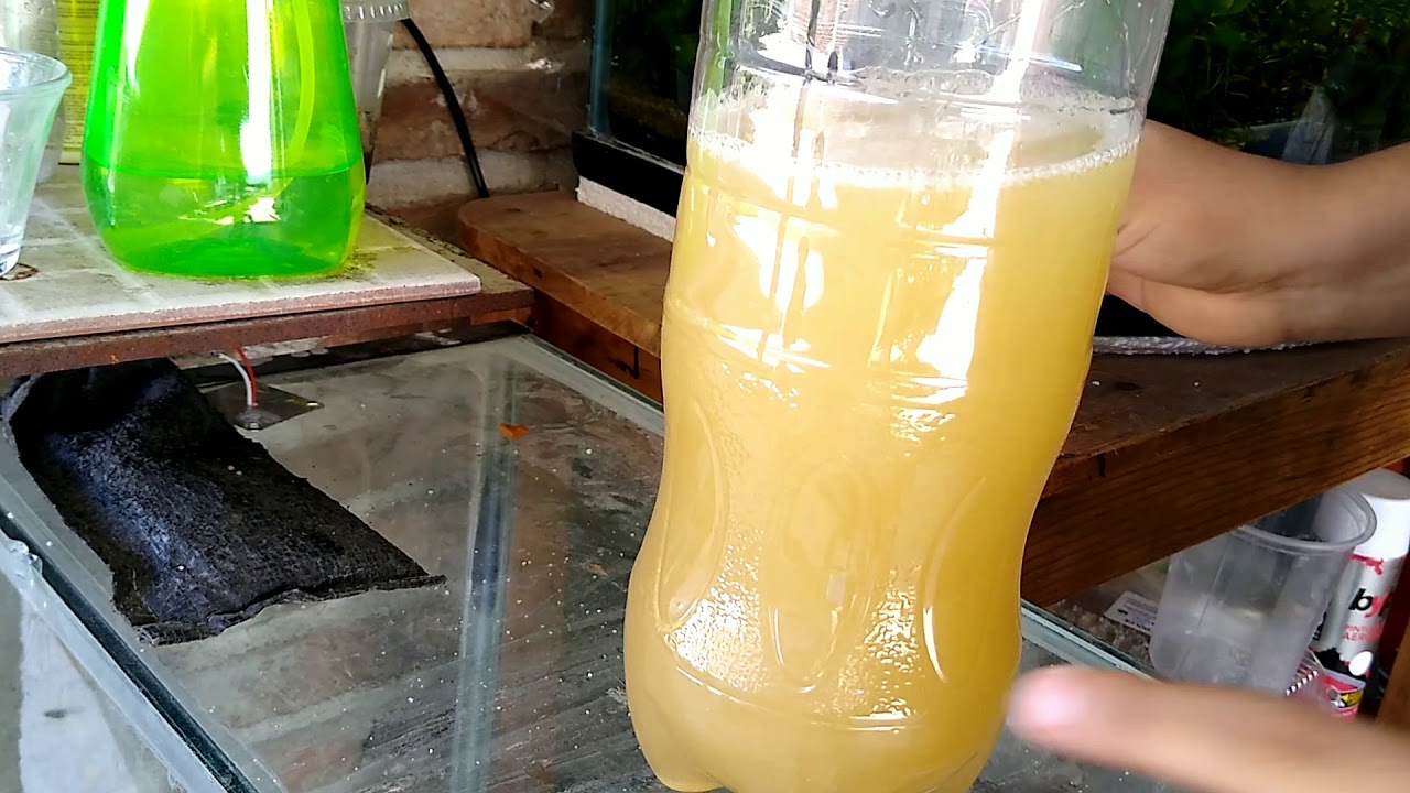 Tutorial como hacer CO2 casero con levadura seca y azúcar..🌱