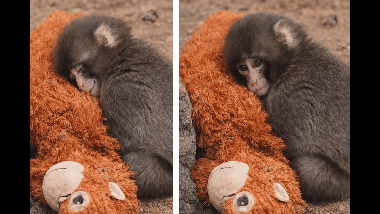 The cute monkey Puch has found a new loving family with a teddy bear and is no longer lonely🐒🧸