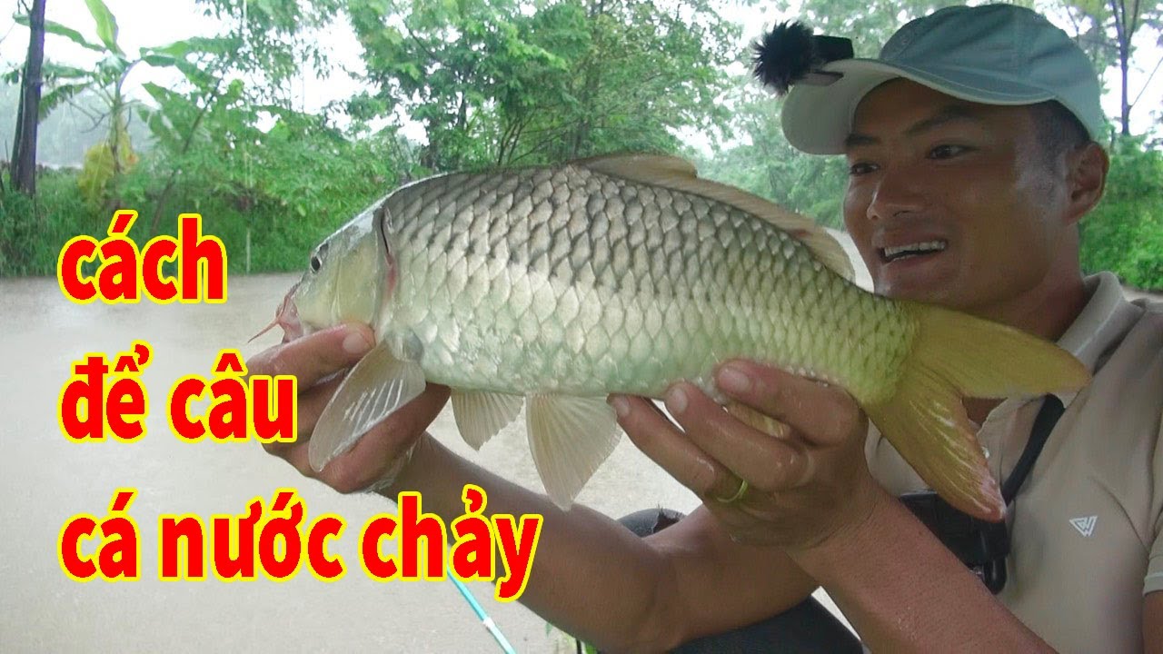 cách câu không phao cho chỗ nước chảy hiệu quả - bãi câu tự nhiêu rễ và hàng to