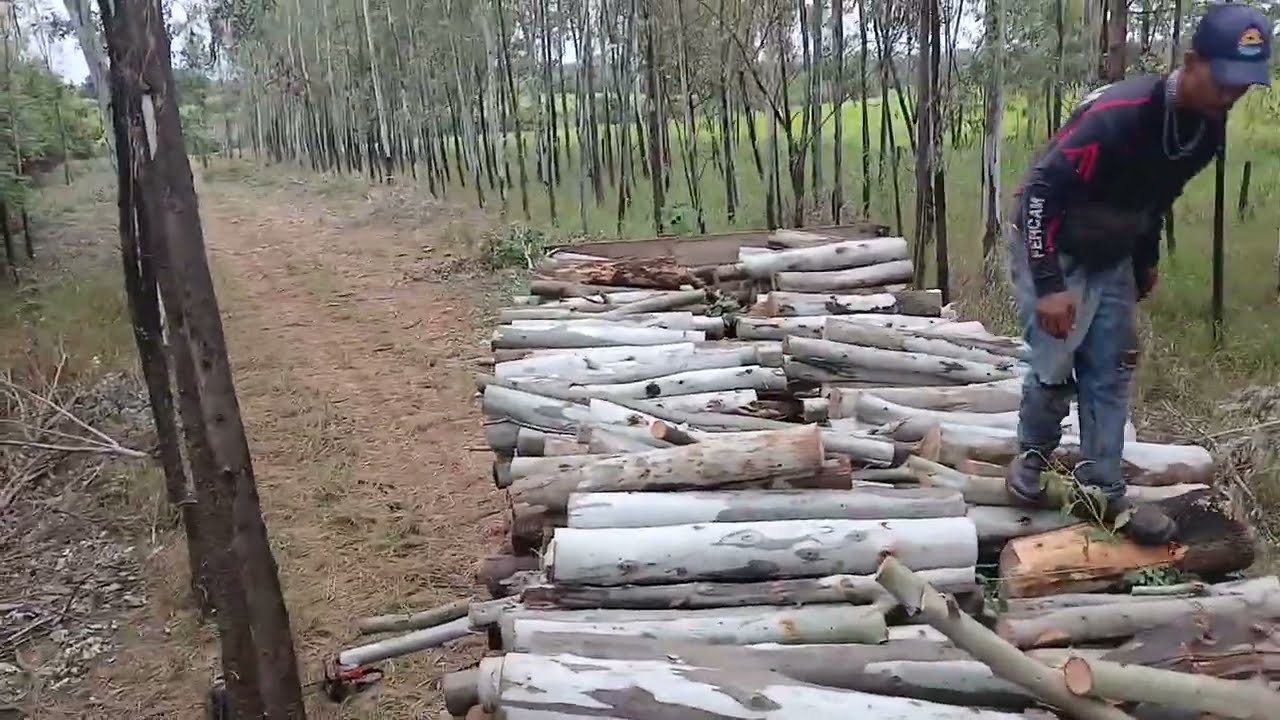 É assim que nós carrega o caminhão de lenha 