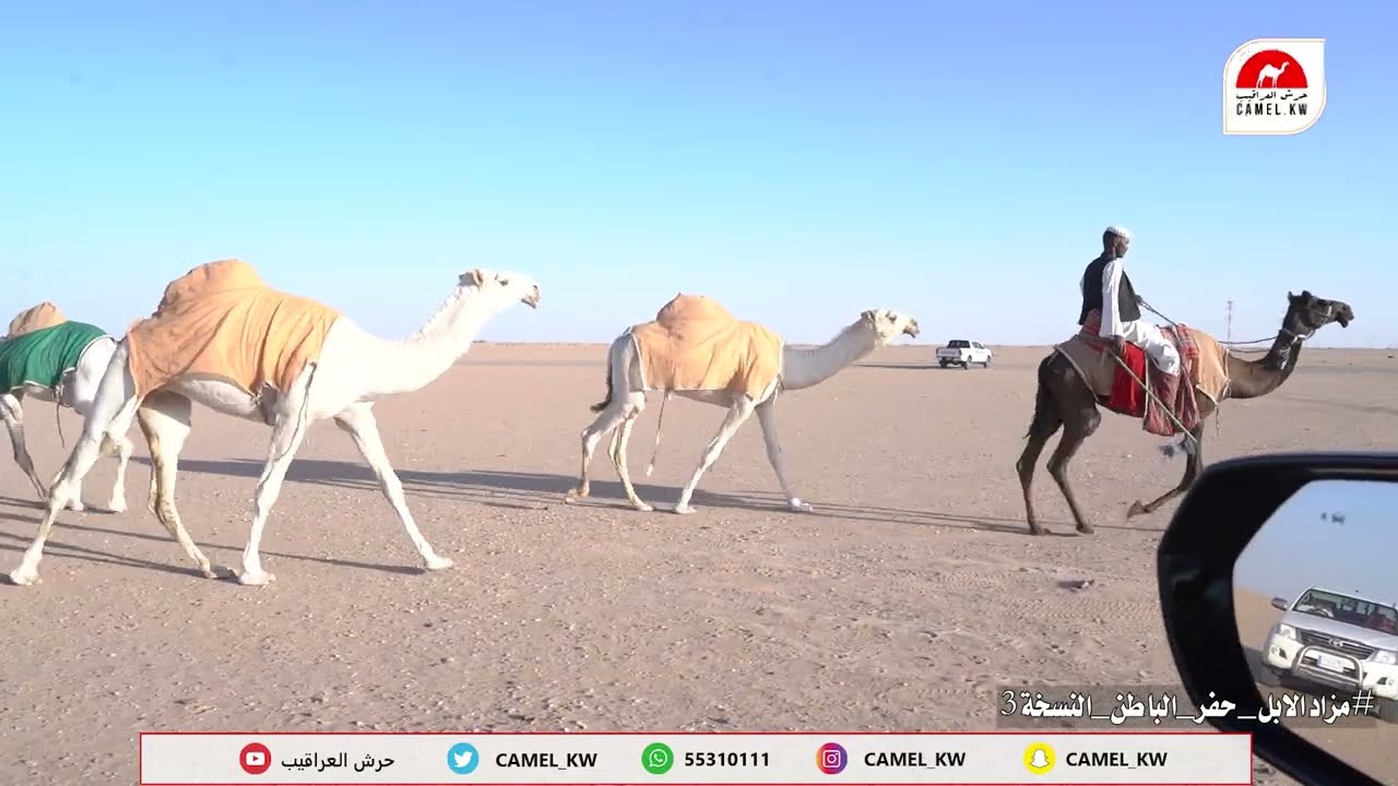 لقاء مع المستثمر: سعد ضبيب السهلي #مزاد_حفر_الباطن_نسخته_الثالثه
