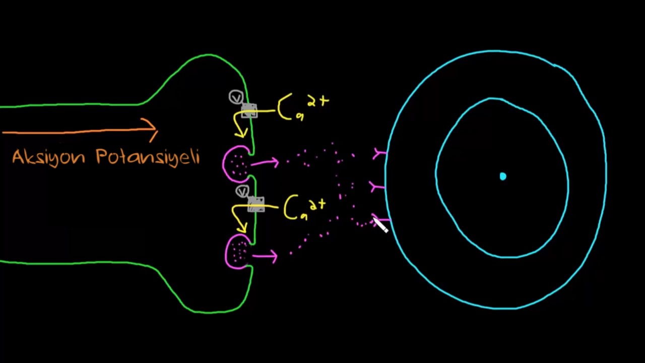 Nörotransmiter  Salımı (Sinir Sistemi Fizyolojisi)