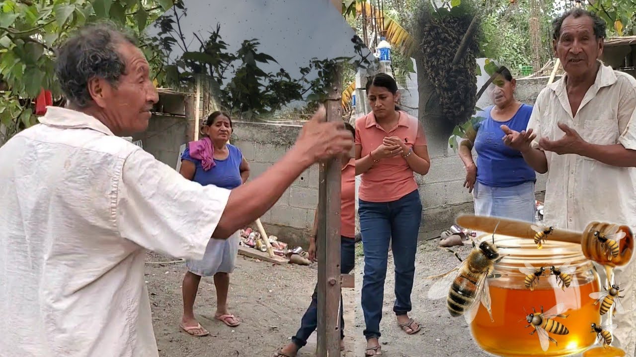 Se nos yeno de aveja nuestra casa le sacaremo miel a este panal🤯😋