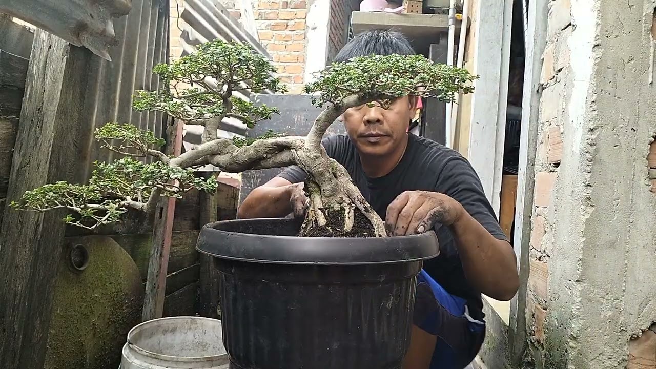 PROSES GANTI MEDIA BONSAI SANCANG KERETA KENCANA 