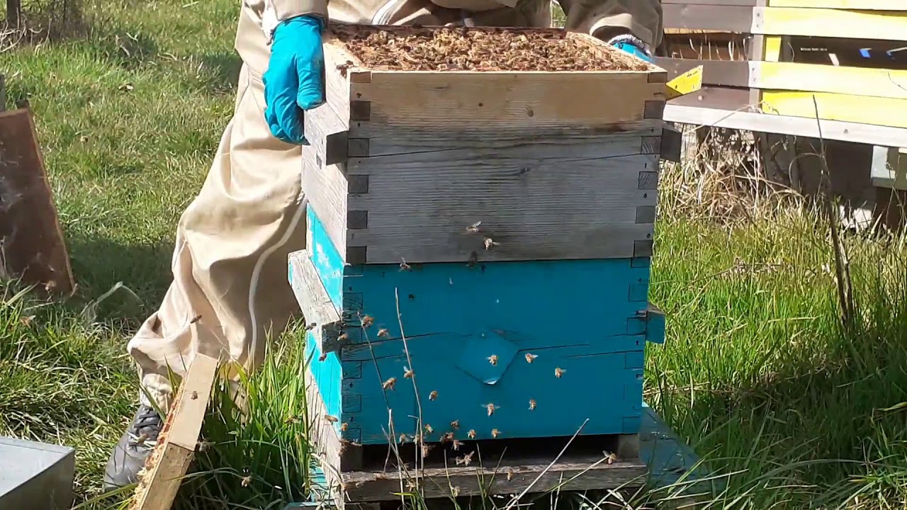 Visite d'une ruche Warré