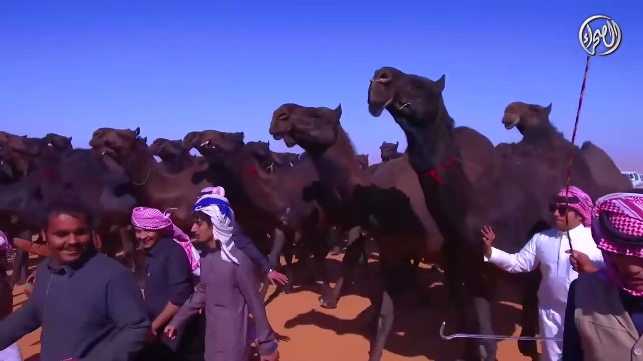 منقية النادرات | مالك الإبل / فرحان بن محمد بن نادر الدوسري
