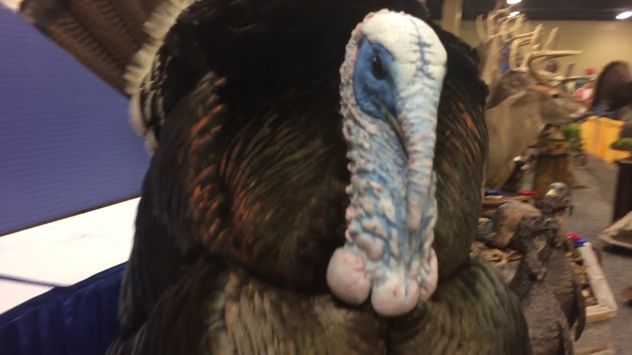 NWTF Taxidermy Competition 2018