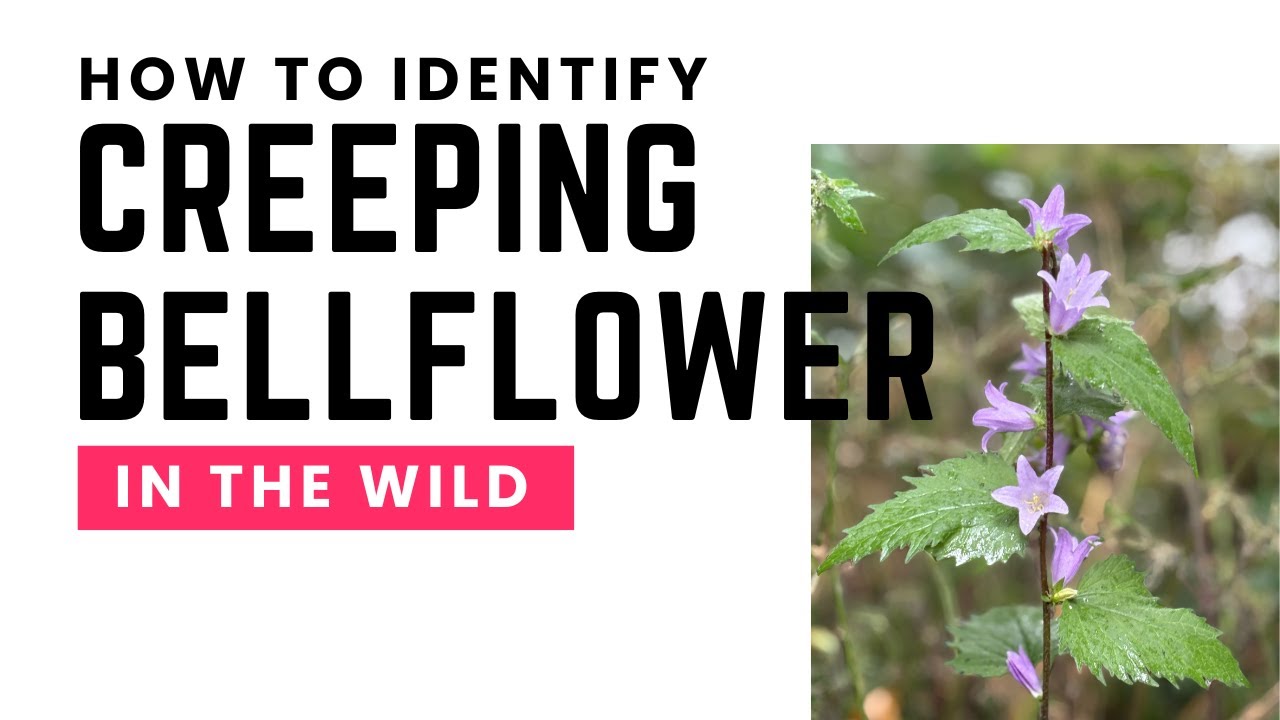 How to Identify Creeping Bellflower in the Wild - Edible Plants