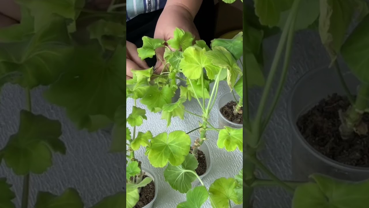 Распаковка «шелковой» посылки от селекционера. Что делать с черенками?