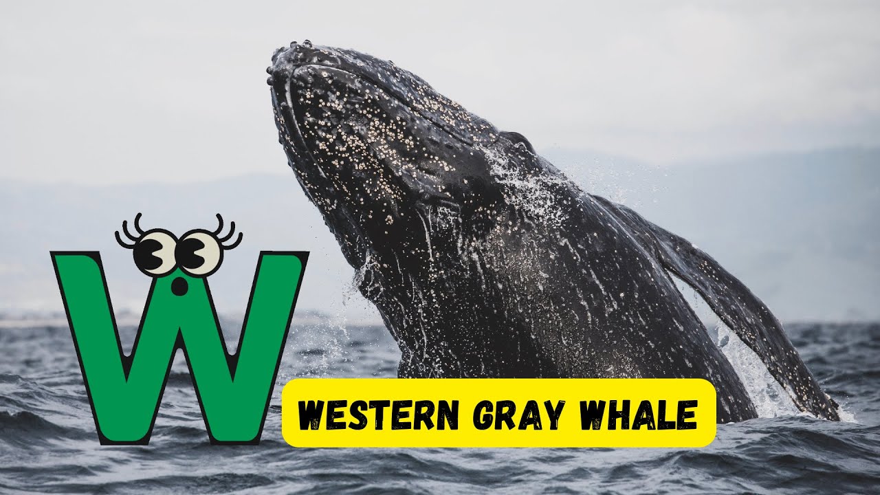 ABC Whale, Shark, Dolphin Song 🎶 | Fun Learning Video | Discover Ocean Giants for Kids | #abcd