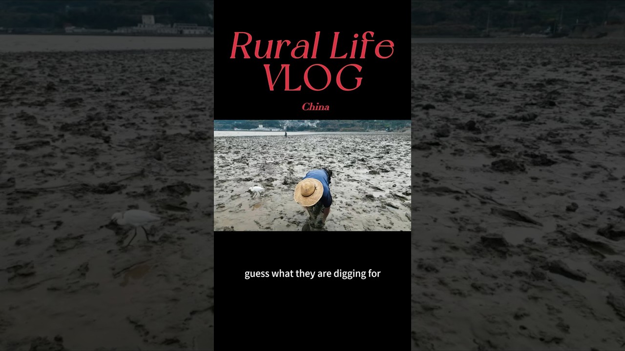 What are they digging for #chinalife #chinatravel #realchina #explorechina #chinarural #chinavlog