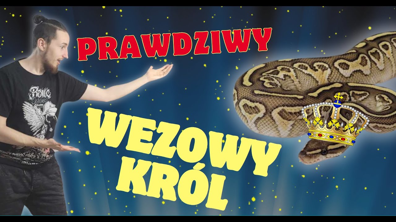 PYTON KRÓLEWSKI - Wszystko co musisz wiedzieć