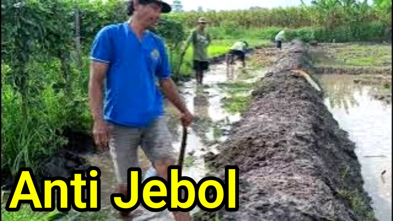 Membuat pematang sawah super jumbo