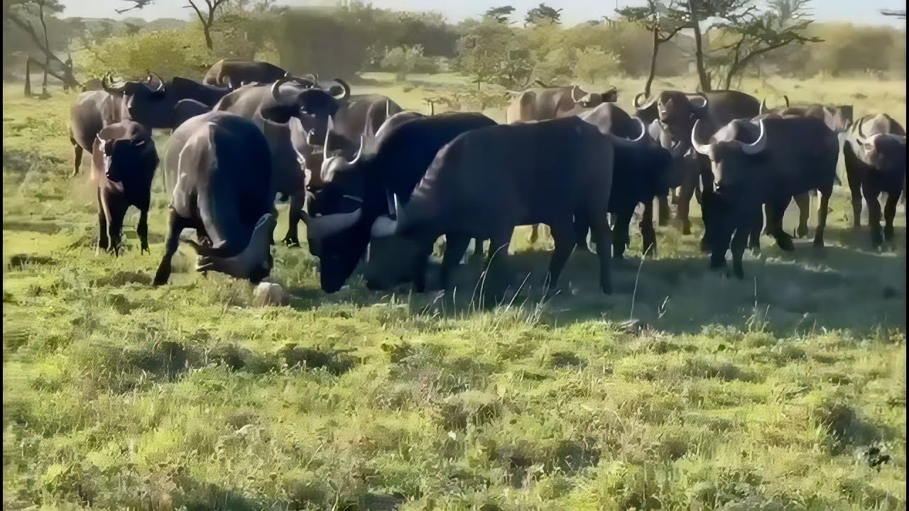 Brave lion cub makes his last stand