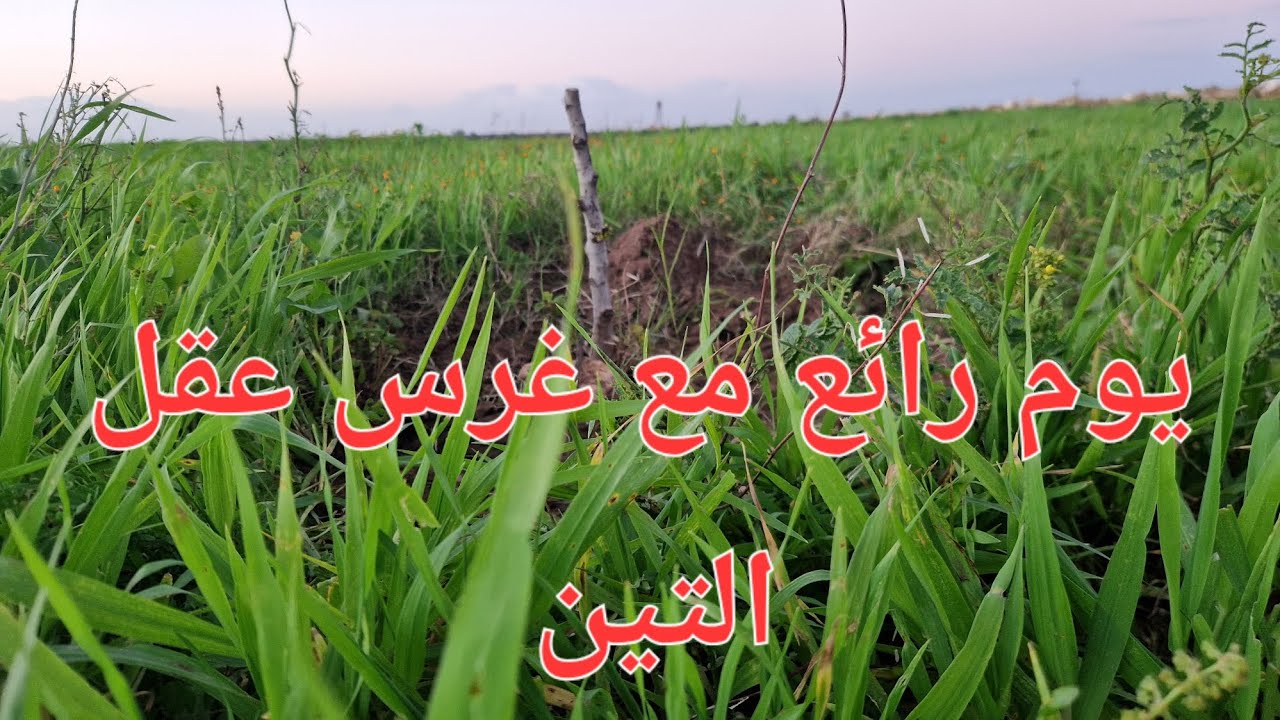 الحلقة 762.🌿🌱🌿يوم غرس شجيرات التين❤️