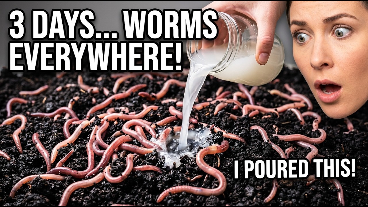 I Poured This Into Dead Soil… 3 Days Later It Was FULL of Worms