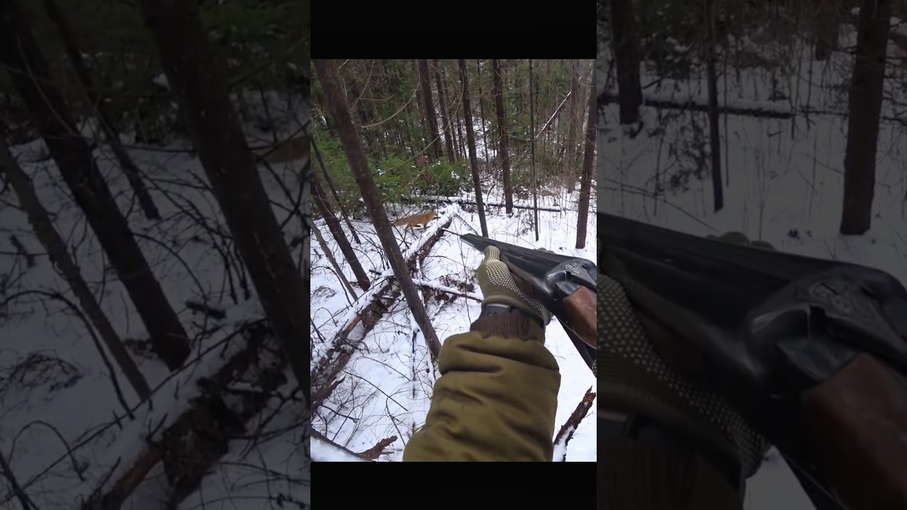 Locked on Target: My Fox Hunting Journey