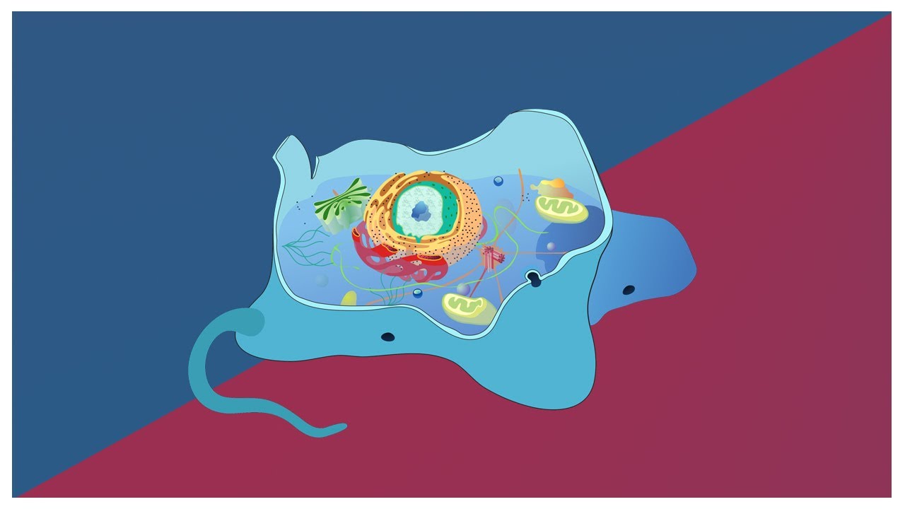 La cellula EUCARIOTICA | Pillole di Scienza