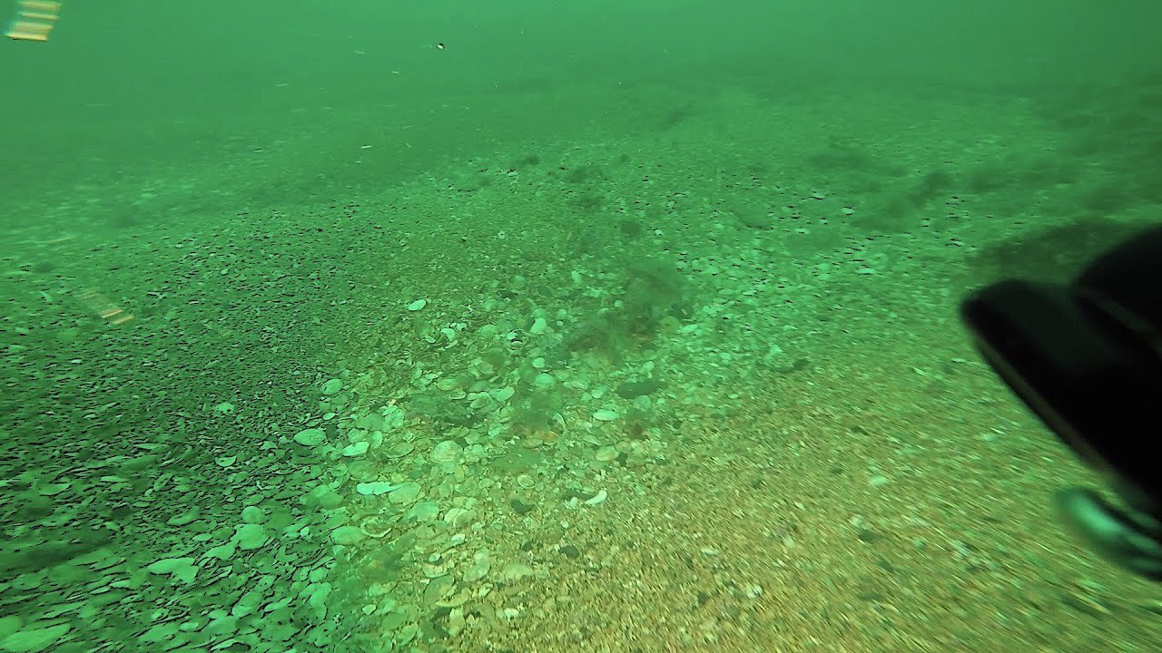 Maerl Bed (Veneer) off White Nothe Dorset (2022)