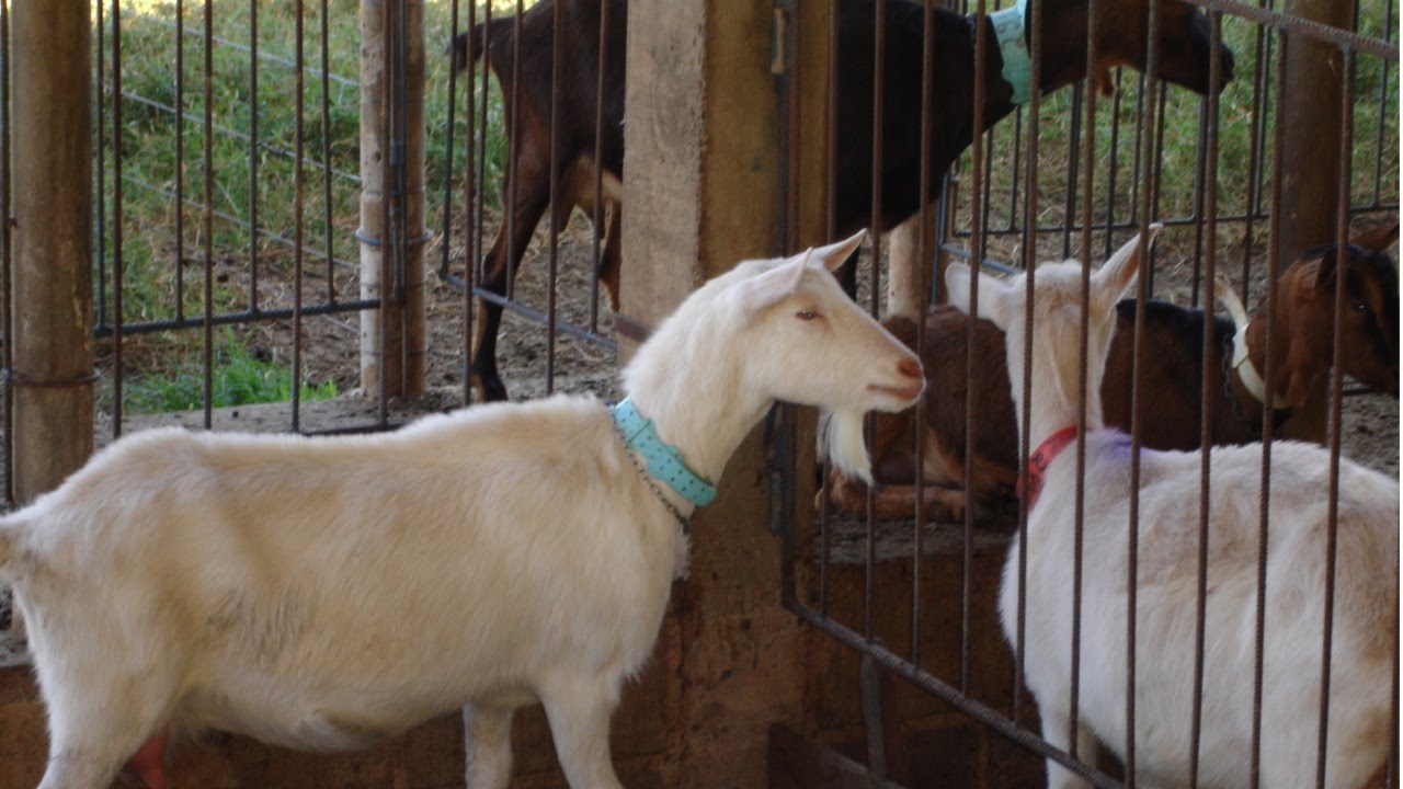 Curso Criação de Cabras Leiteiras - Sistemas de Criação - Cursos CPT