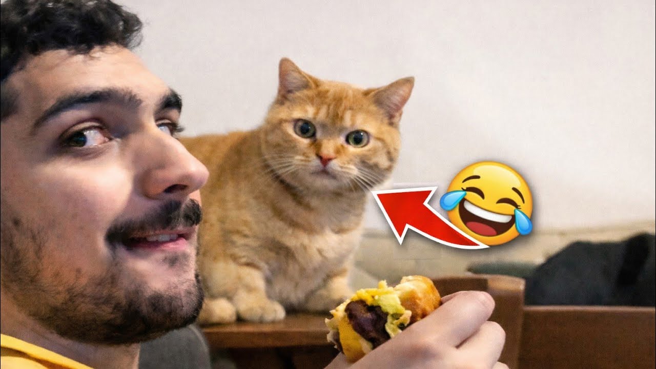 مقاطع مضحكة ومجنونة 🤣/ Crazy Funny Clips😂!