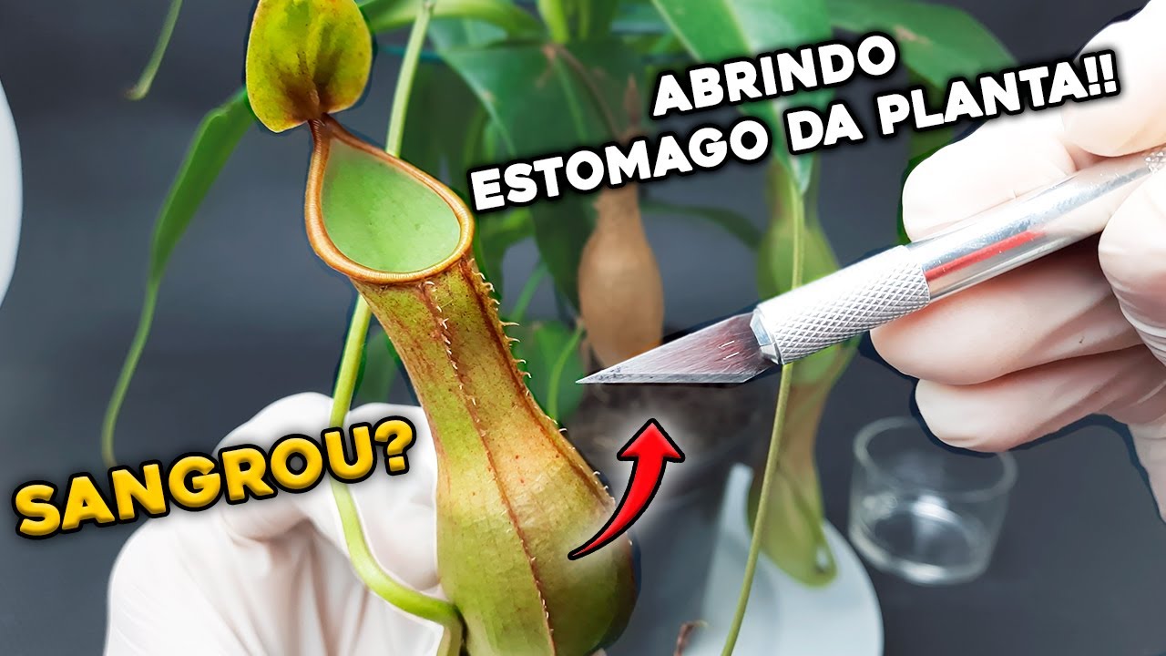 ABRINDO ESTOMAGO da PLANTA CARNÍVORA Com Alimento 1 Semana DEPOIS!!!