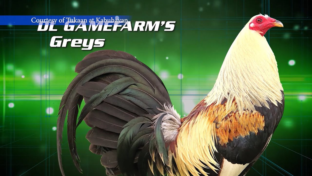 FARM VISIT: DOYET LAPIDO - DL GREY