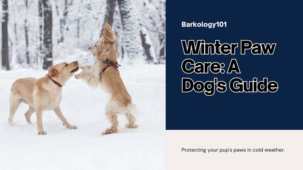 Winter Paw Care: A Dog's Guide to Surviving the Cold