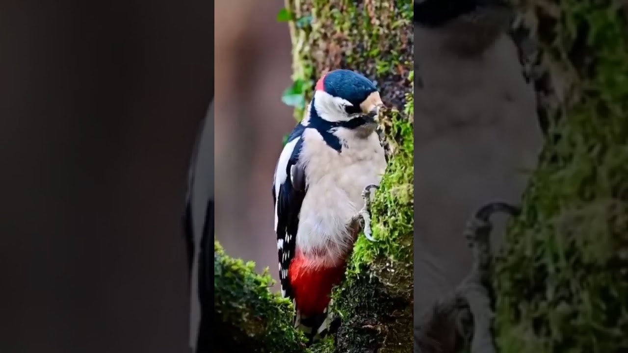 Do you like colorfull birds        follow me    