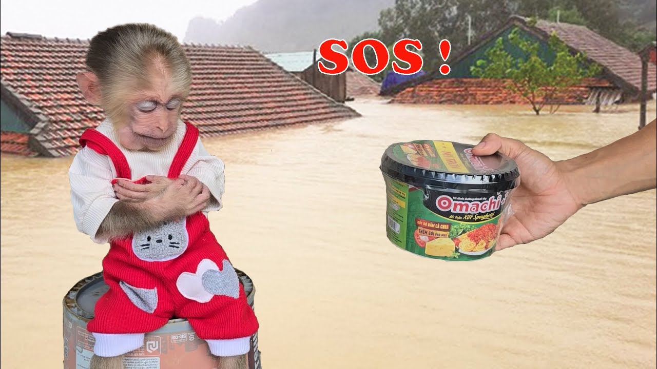 К счастью!!! Семья детеныша обезьяны Сюки оказалась в безопасности после исторического наводнения...