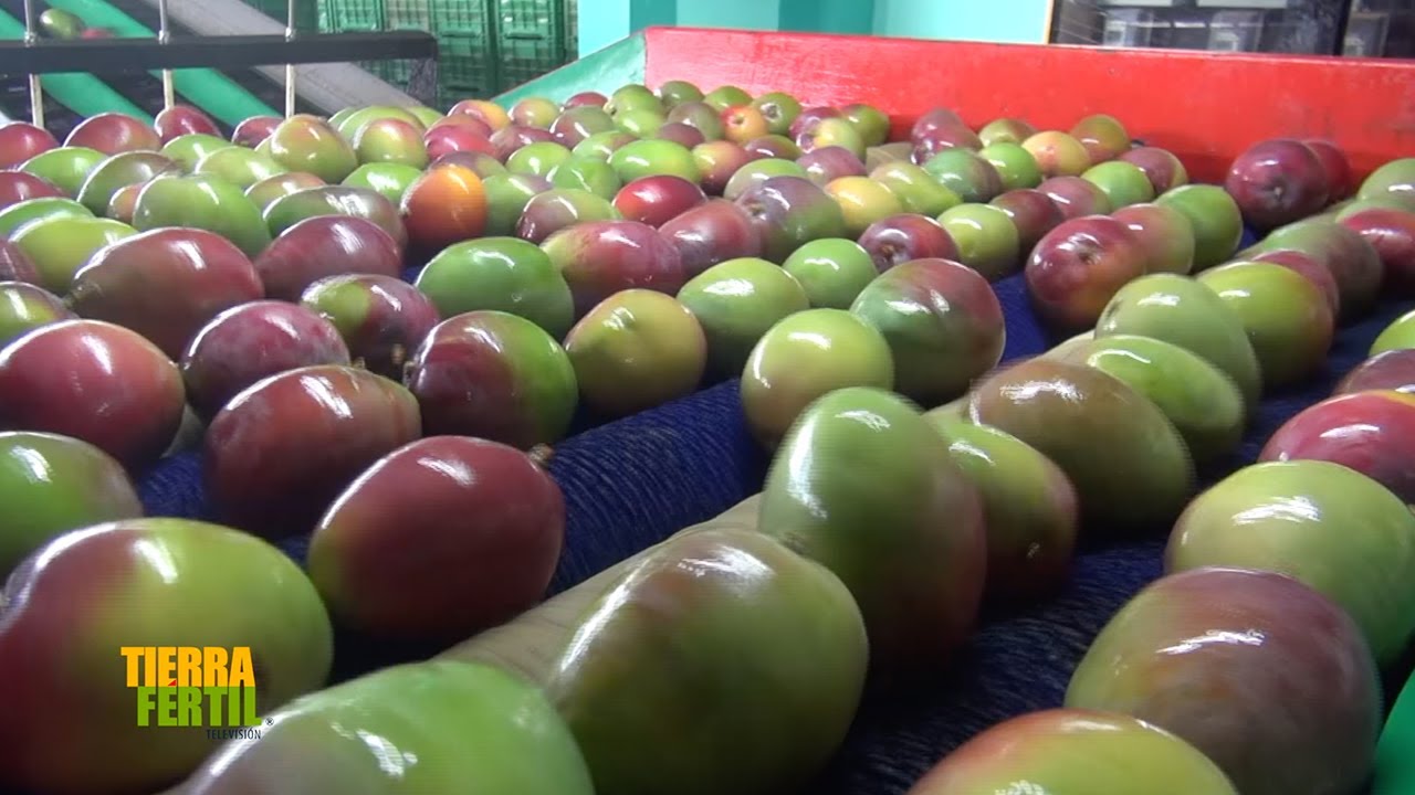 Tierra Fértil Tv-Producción de mango Tommy desde Jaluco, en Cihuatlán, Jalisco. (19.06.21)