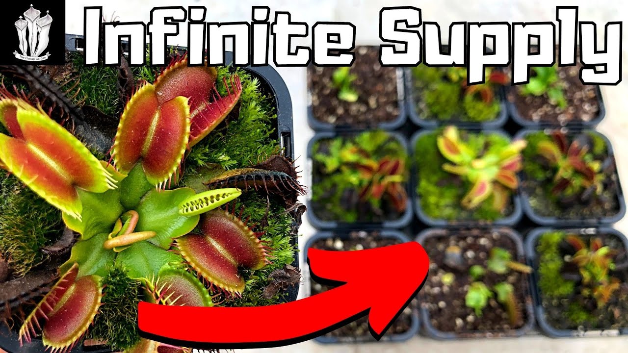 How to Grow an Infinite Supply of Flytraps - How to Propagate a Venus Flytrap