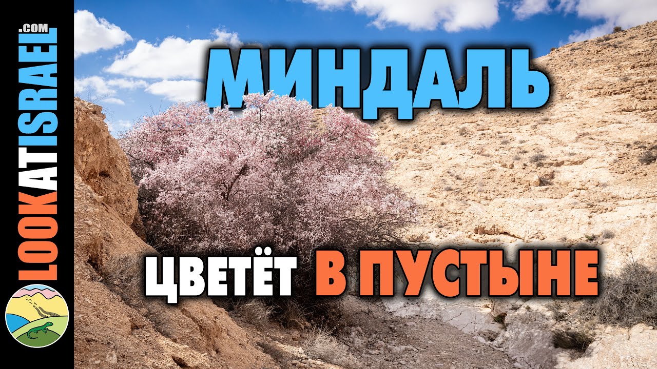 Миндаль Рамон цветет в пустыне Негев