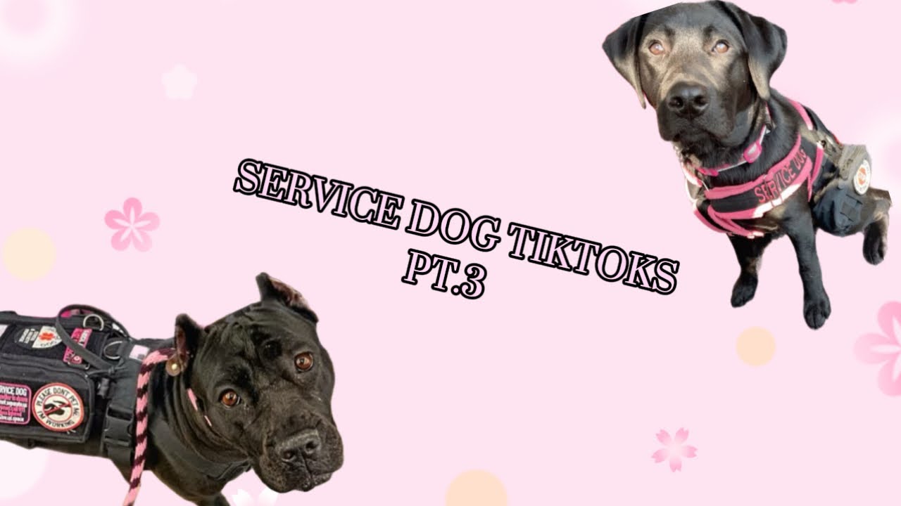 Service dog tiktoks!! Pt.3