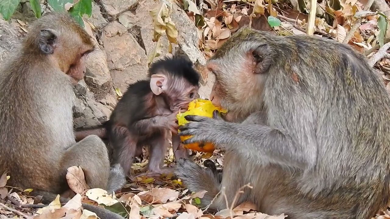 Cute little monkey walking and eating with mom / Cute Macaque
