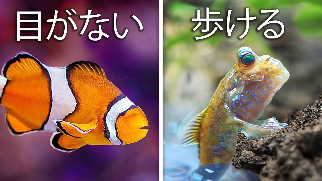 世界で最も奇妙なペットの魚を7種類手に入れた…