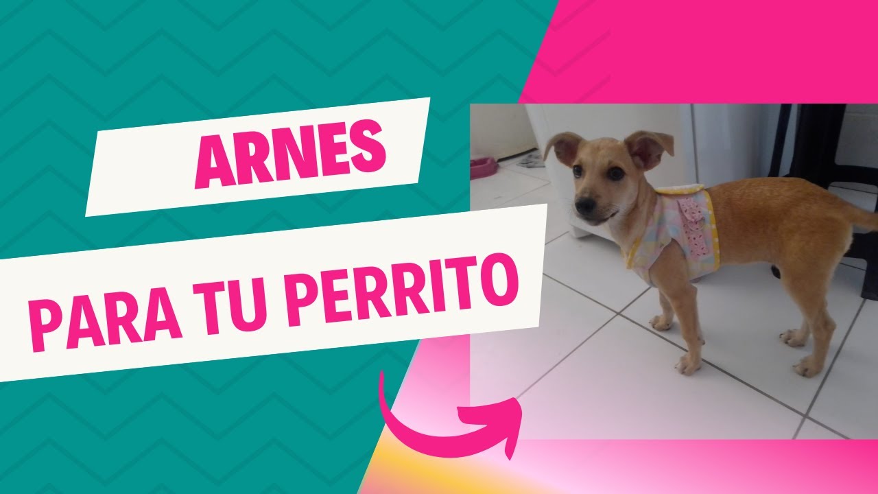 CÓMO HACER UN ARNÉS PARA PERRO 🐶| TUTORIAL | CORREAS CUBIERTAS | ARNÉS DE PECHO |