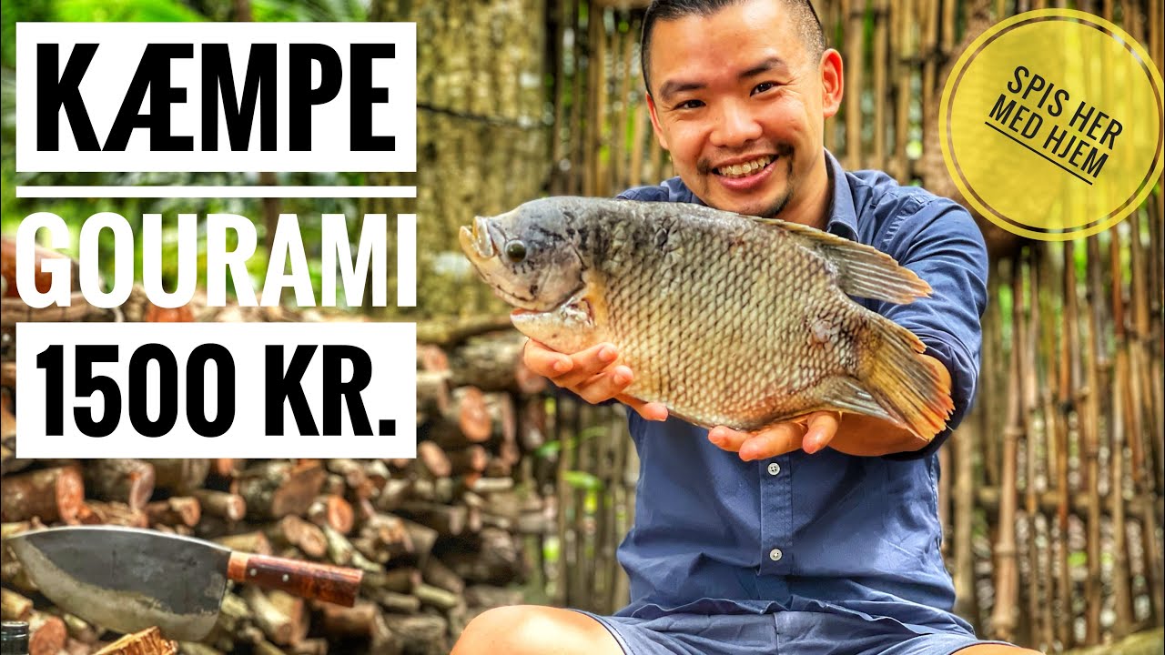 STEGT FISK TIL 1500 KR | K&aelig;mpe Gourami Sandwich