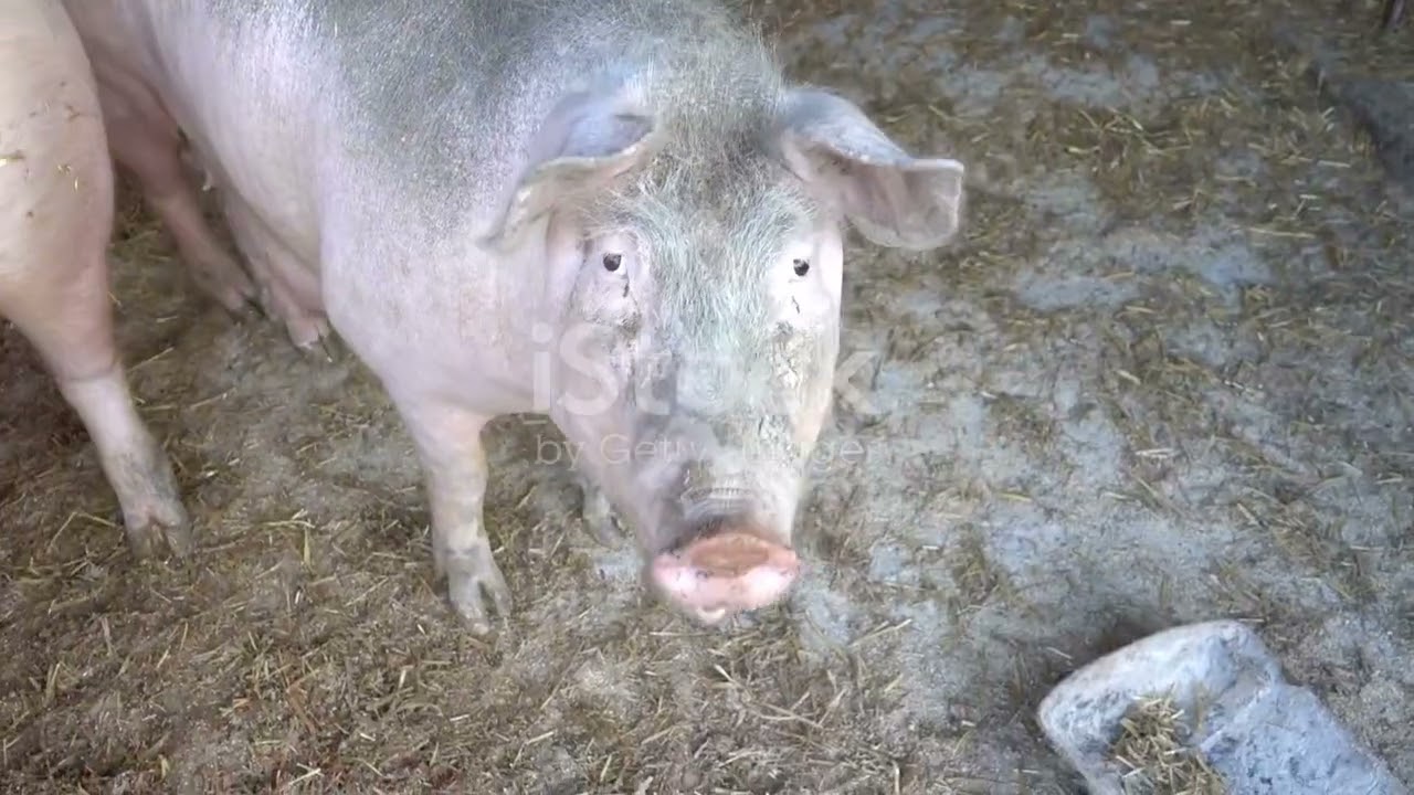 Amazing Pets: Heroes of the Farm! #AmazingPets #FurryFarmFriends #AnimalAdventures #FarmLifePets