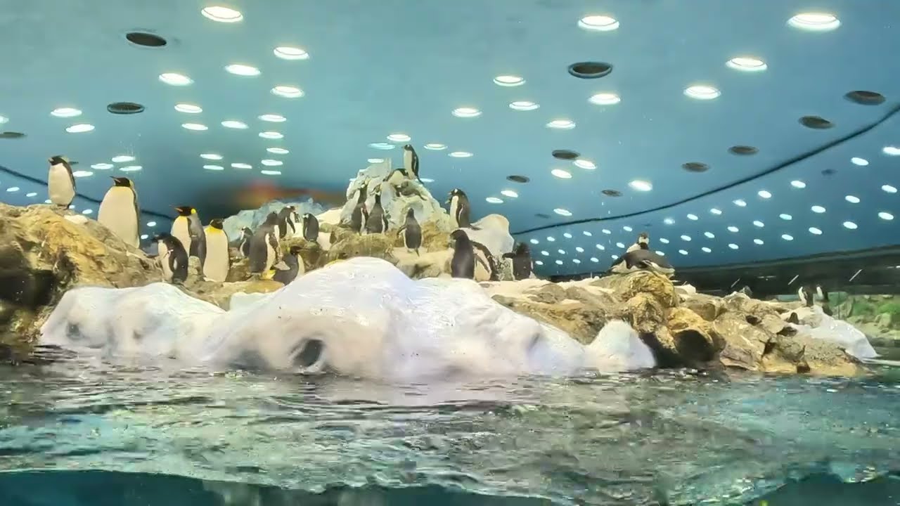 Loro Parque Tenerife： A Journey Through Paradise 🌴 #LoroParqueTenerife 🌴 #TenerifeAttractions 🎡