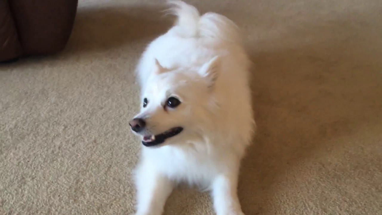 Snowy the Barking American Eskimo Dog