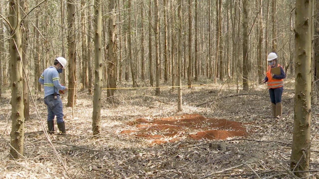 Formigas cortadeiras: parte 2