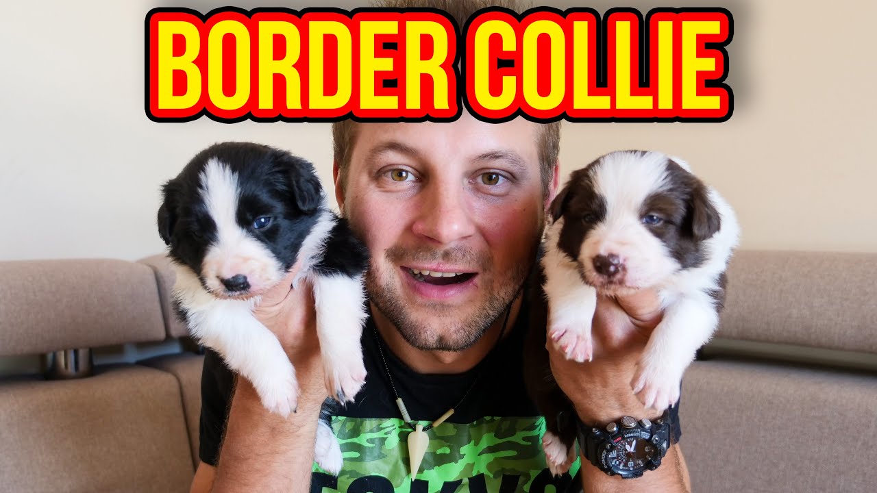 CIEKAWOSTKI O HODOWLI BORDER COLLIE W DOMU