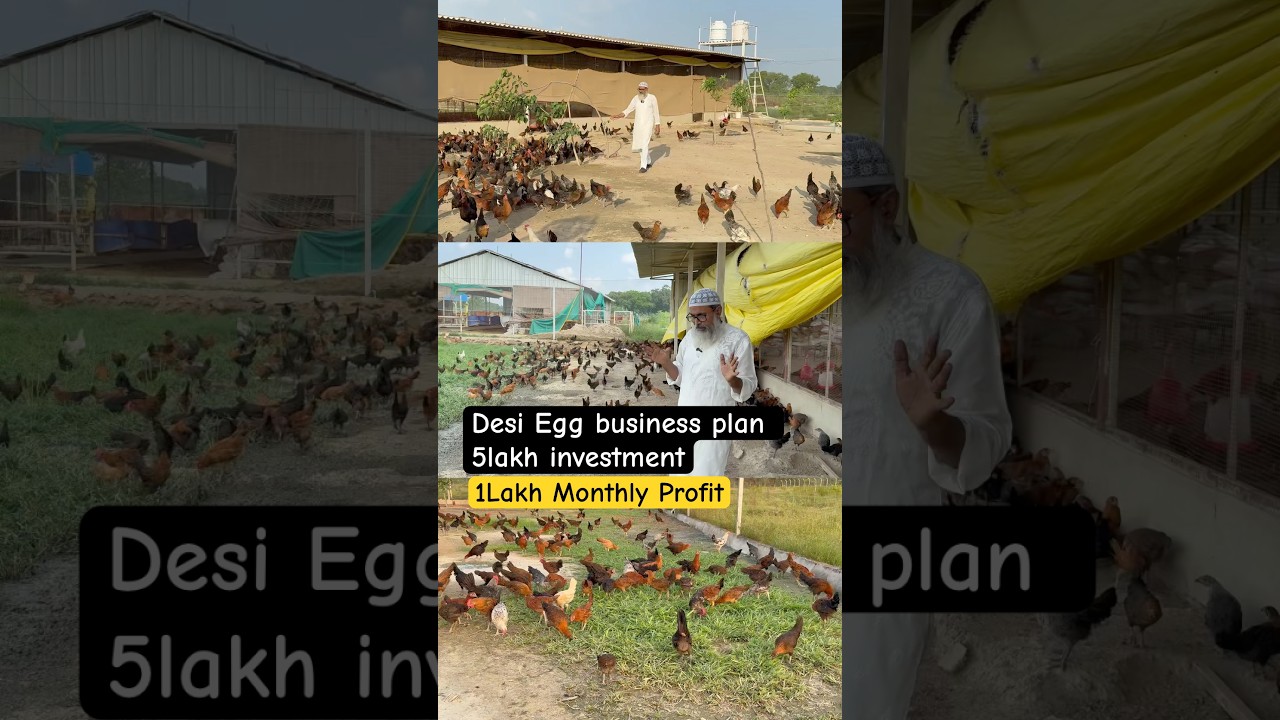 Desi Egg Bussiness plan || Egg Business in winters || Desi Poultry farm #eggciting #eggs #eggworks