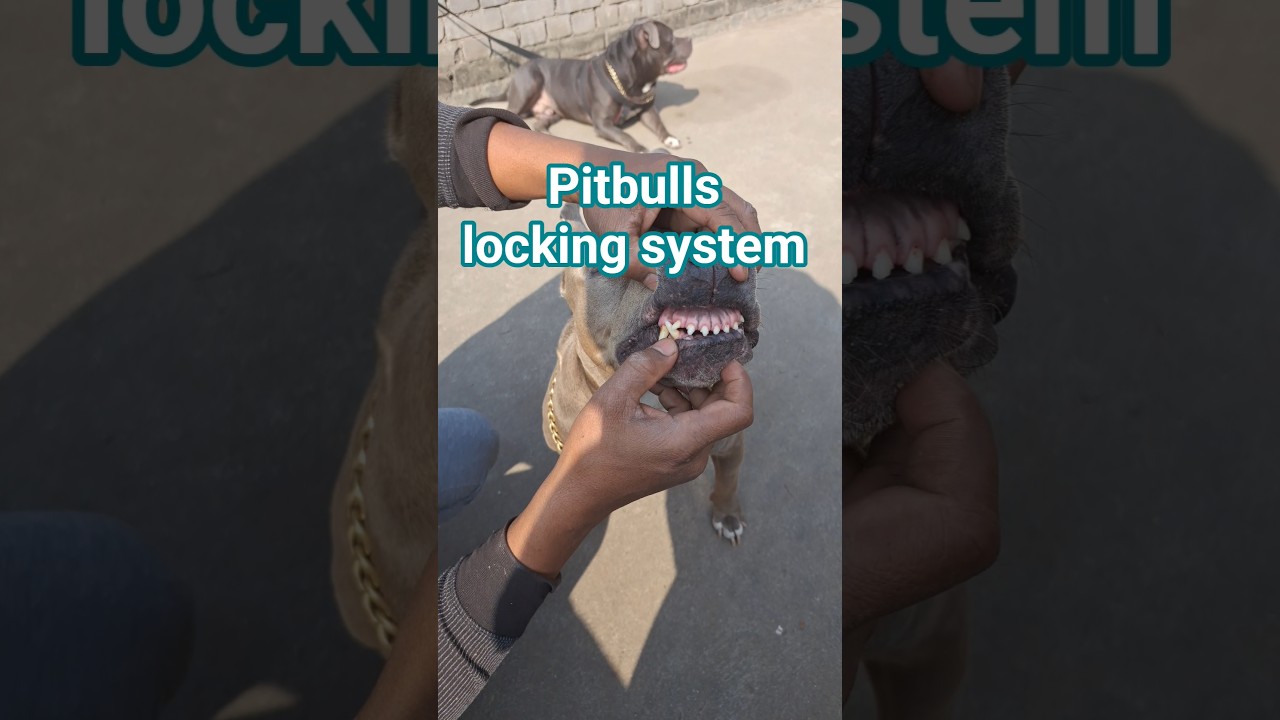 Pitbulls locking system 