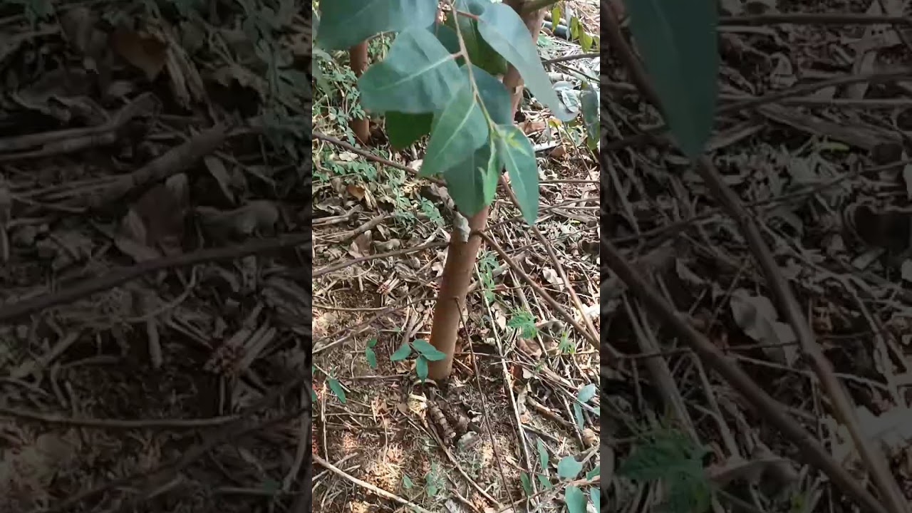Melhor madeira pra cabo de enxadas, leve e resistente