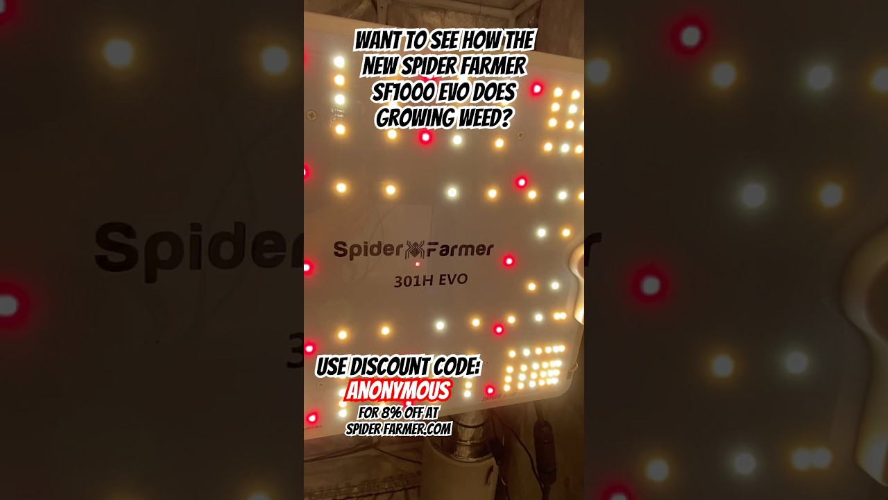 Spider Farmer SF1000 EVO. Let&rsquo;s See How This Light Does Indoors! #shorts #indoorgarden #gardening