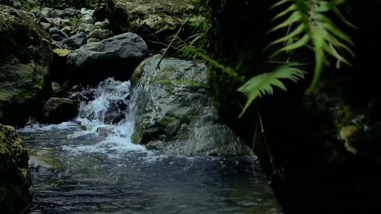 ASMR Forest Water Stream | Calm Nature Sounds