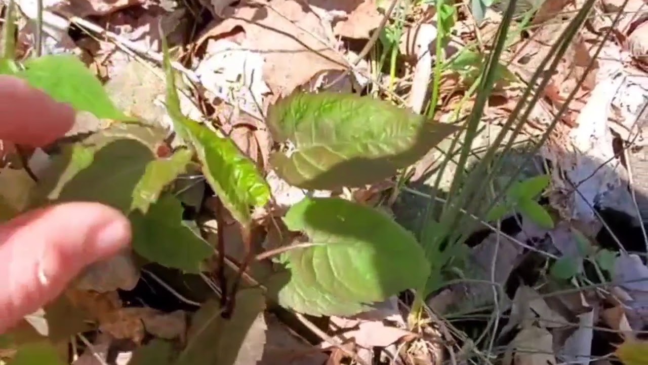 Herping for reptiles in Connecticut on May 2,2020