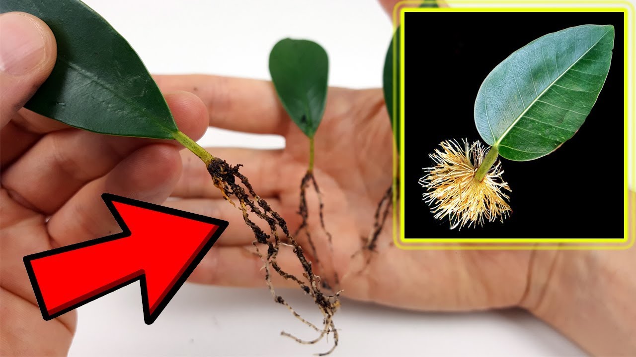 ⚠️⚠️ NO LO VAS A CREER: Hacer Esquejes de Hojas de Ficus | Leaf cuttings | Cultivo Paso a Paso